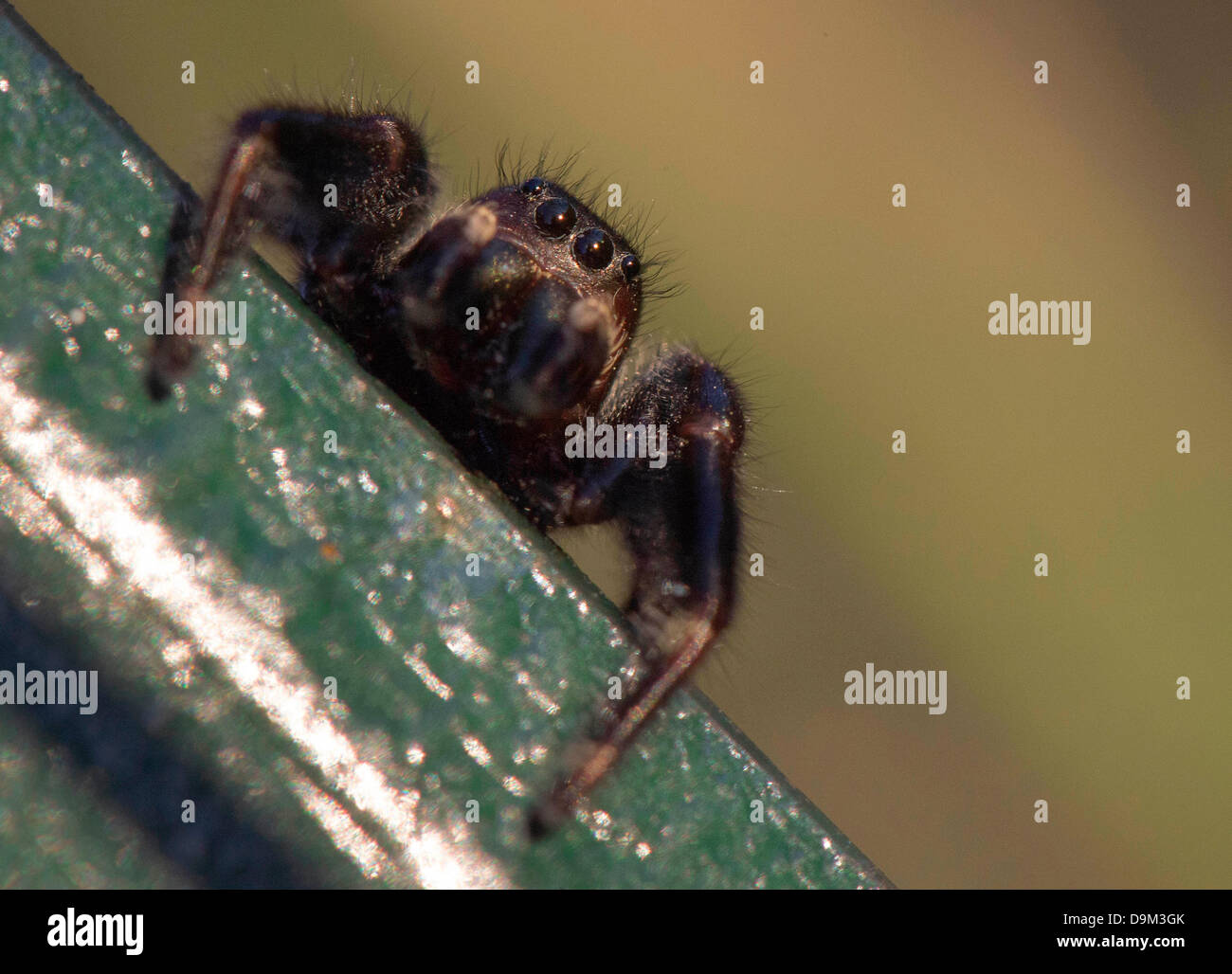 June 21, 2013 - Roseburg, Oregon, U.S - A male jumping spider climbs on a fencepost in an orchard on a farm near Roseburg. Jumping spiders have four pairs of eyes and have a near 360-degree view of the world. (Credit Image: © Robin Loznak/ZUMAPRESS.com) Stock Photo