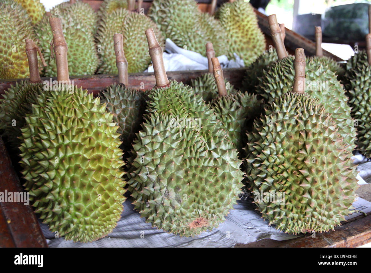 Durian from Thailand is Fruit with a strong smell. Stock Photo