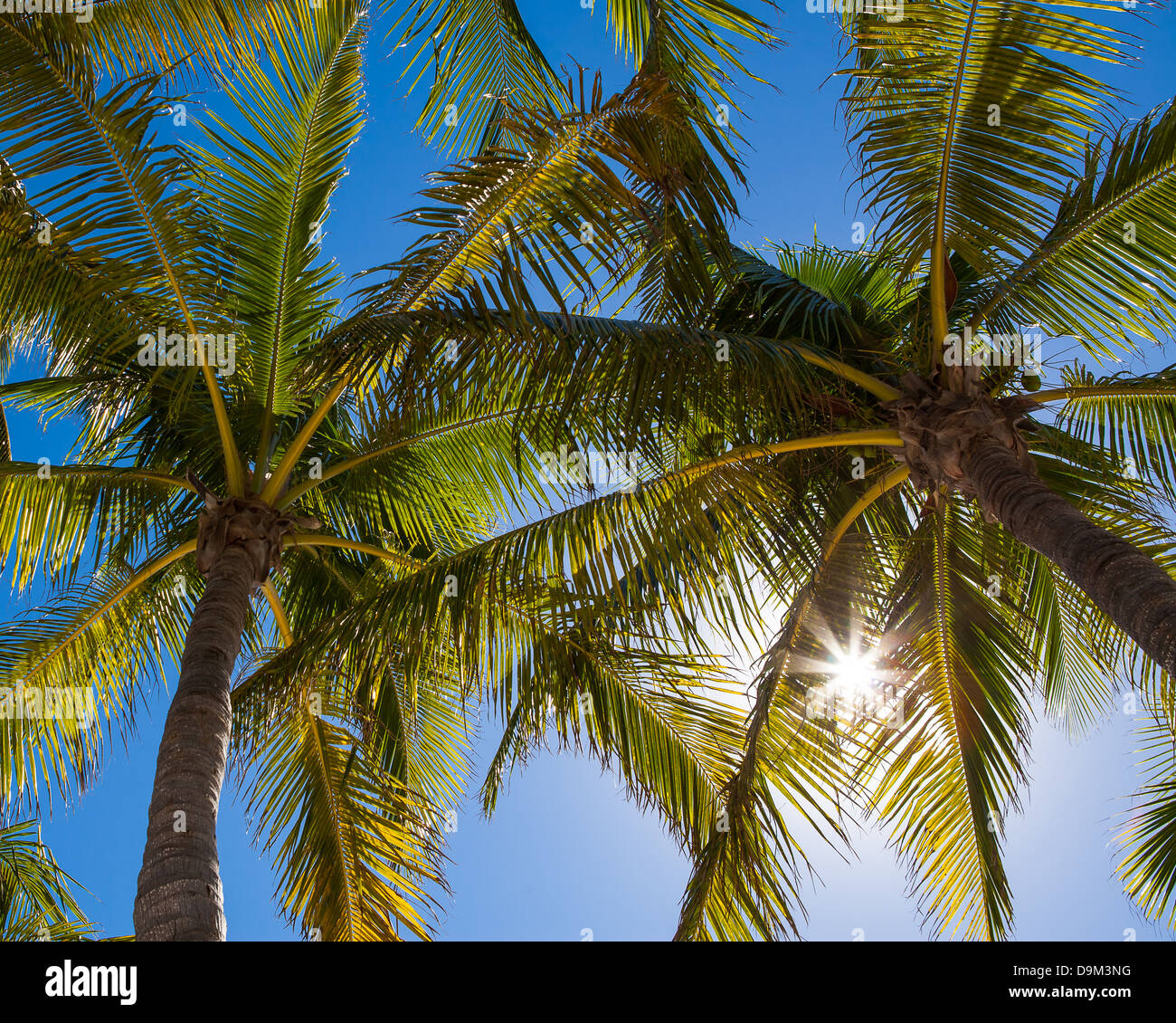 Coconut Palm Trees (Cocos nucifera) with Sun Burst Stock Photo
