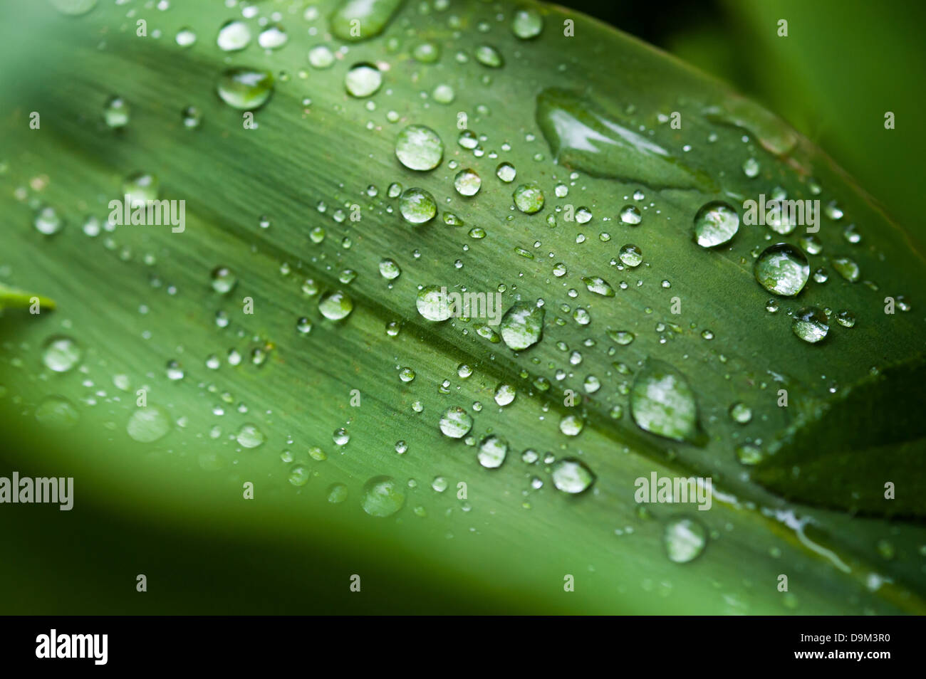 Green leaf close up with rain drops Stock Photo - Alamy