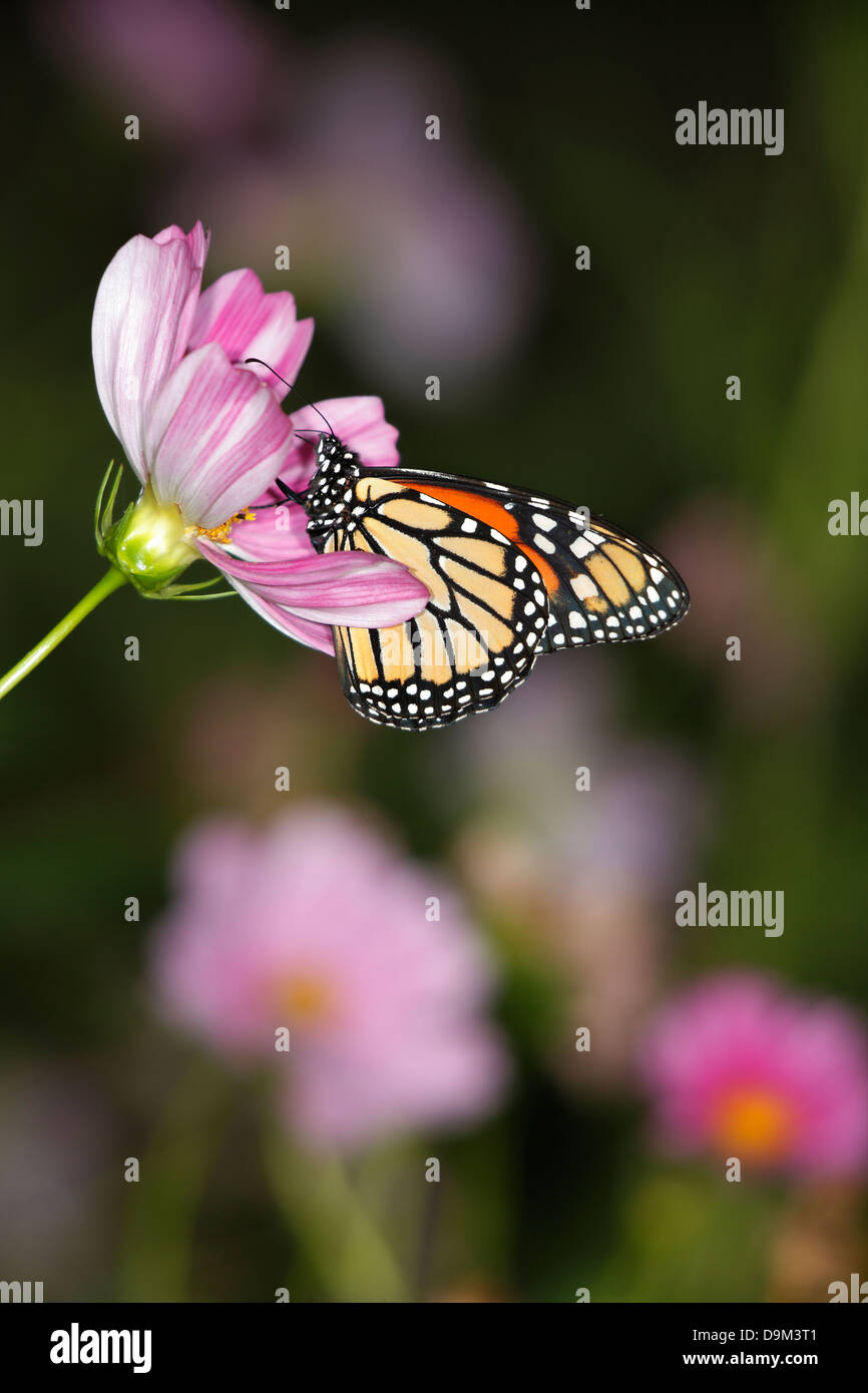 A Monarch Butterfly On A Pink Flower, Danaus plexippus Stock Photo - Alamy