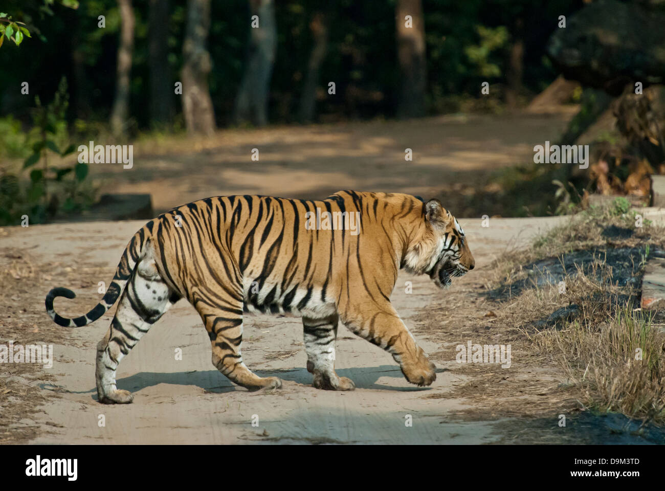 Bengal tiger crossing road in Bandhavgarh National Park, India Stock Photo