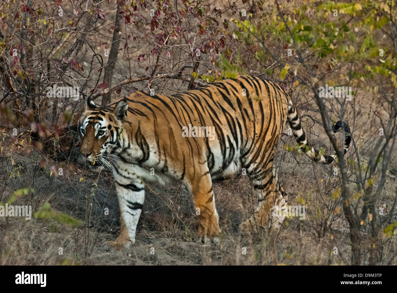 Bengal tiger walking through brush in Bandhavgarh National Park, India Stock Photo