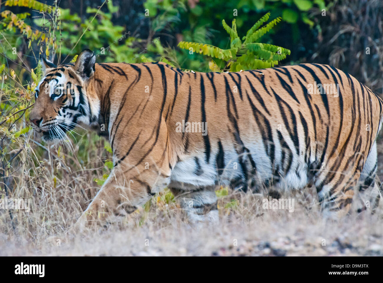 Bengal tiger walking in Bandhavgarh National Park, India Stock Photo