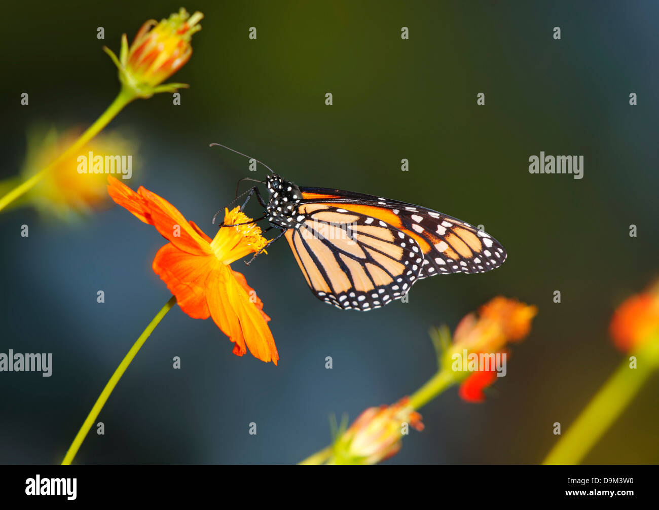 A Monarch Butterfly On An Orange Flower, Danaus plexippus Stock Photo ...