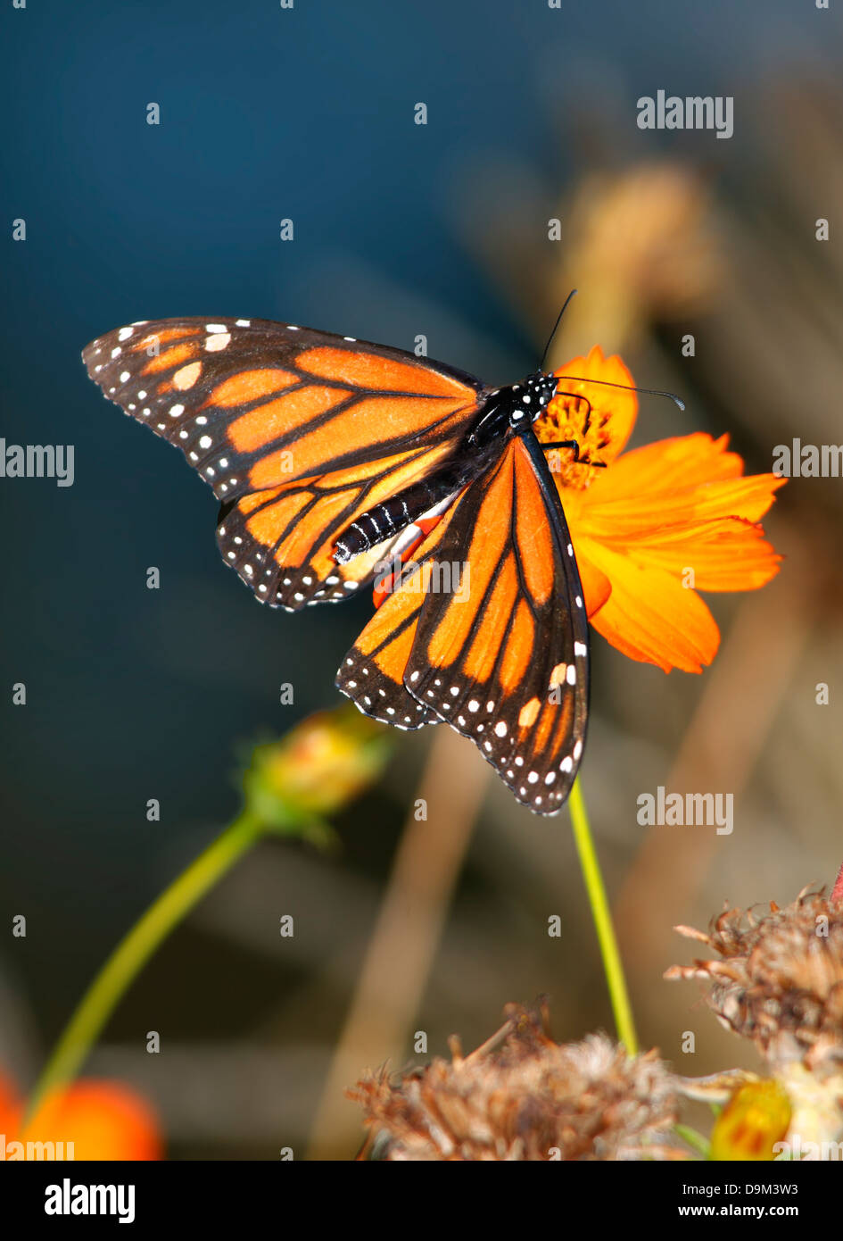 A Monarch Butterfly On An Orange Flower, Danaus plexippus Stock Photo ...