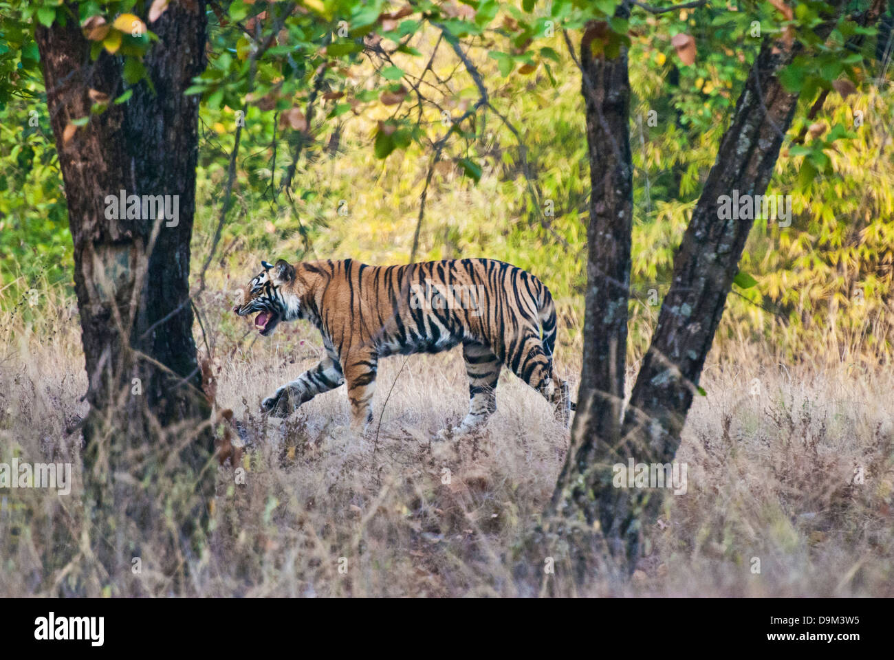 Bengal tiger walking in Bandhavgarh National Park, India Stock Photo