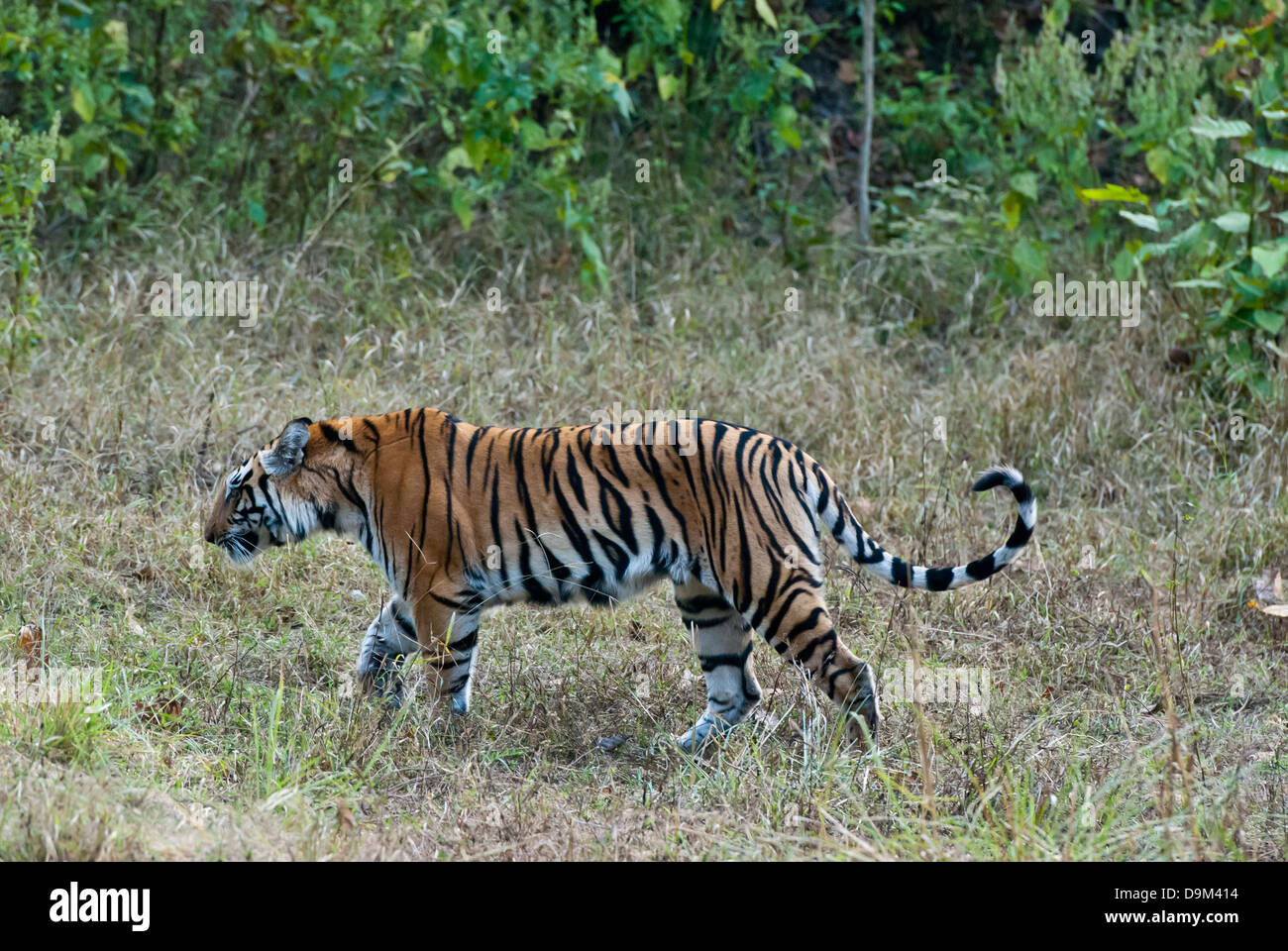 Bengal tiger walking in Kanha National Park, India, Stock Photo