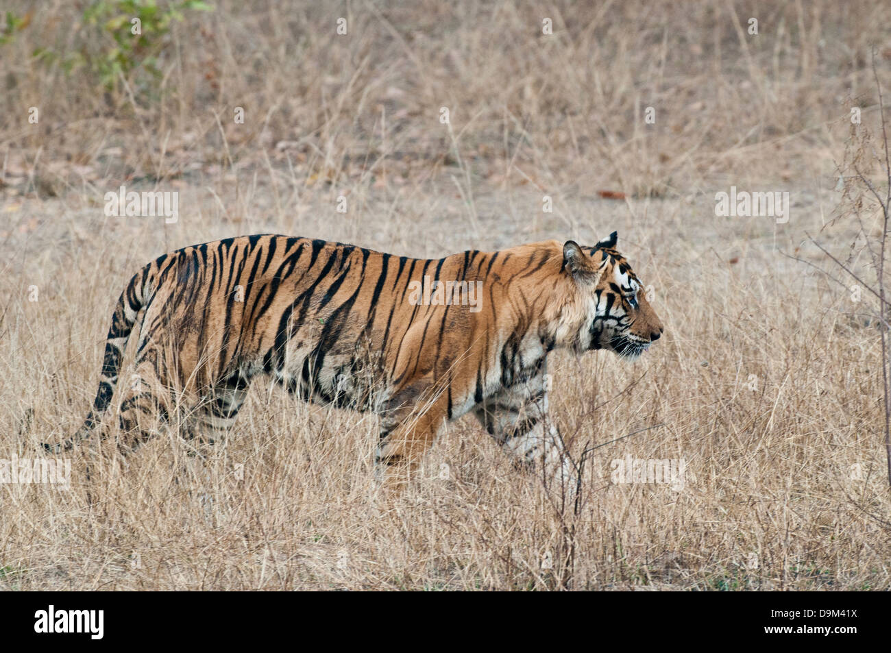 Bengal tiger walking in Bandhavgarh National Park, India Stock Photo