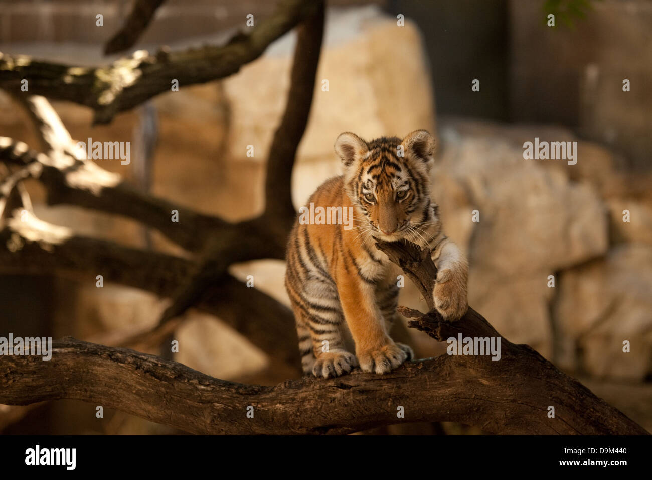 Climbing Tiger Cub Stock Photo