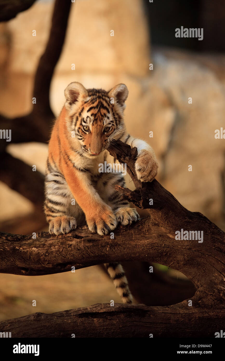 Climbing Tiger Cub Stock Photo
