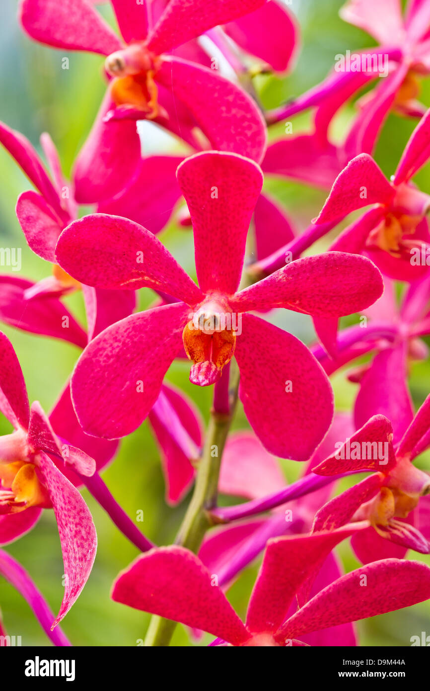 Blossom red vanda orchids in the garden. Stock Photo