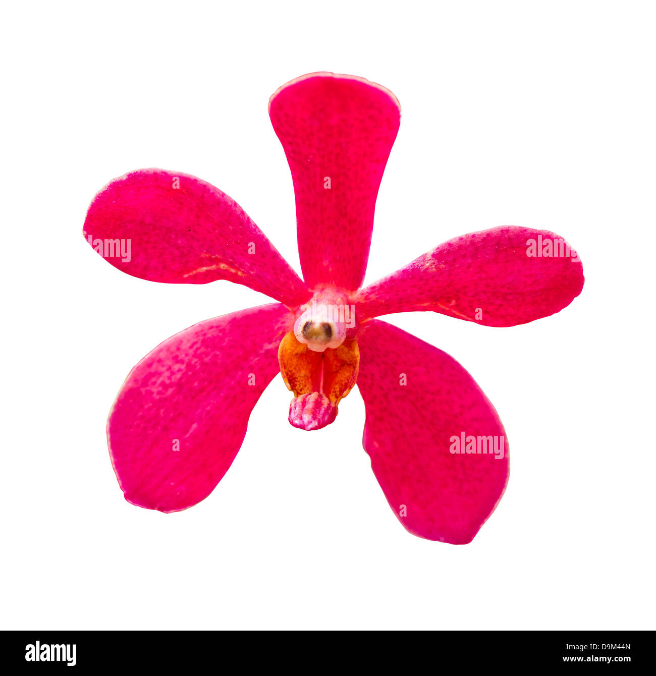 Blossom red vanda orchids on the isolated background. Stock Photo