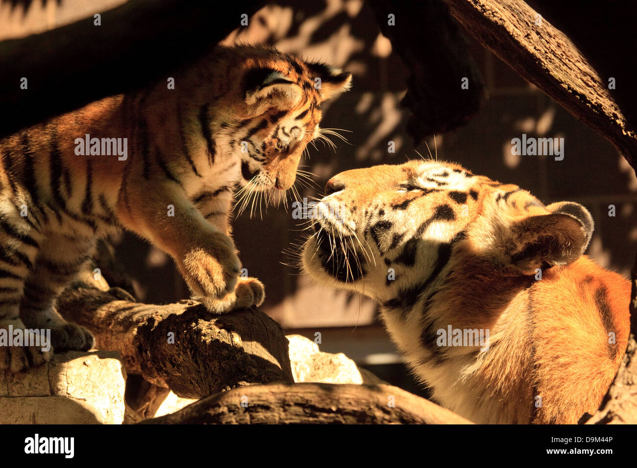 Tiger mm and cub hi-res stock photography and images - Alamy