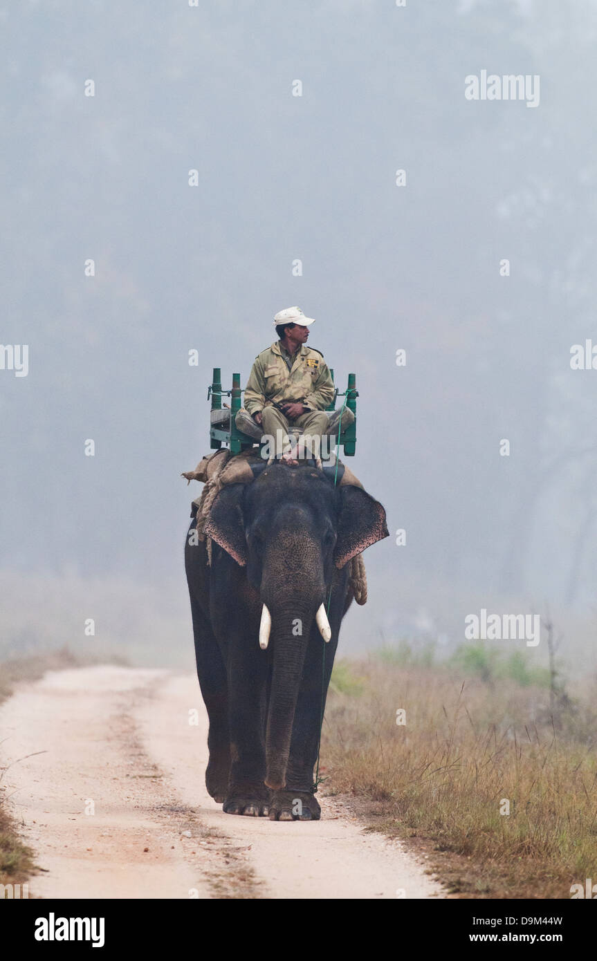 Forest ranger on elephant patrolling for tiger poachers in Kanha National Park, India Stock Photo