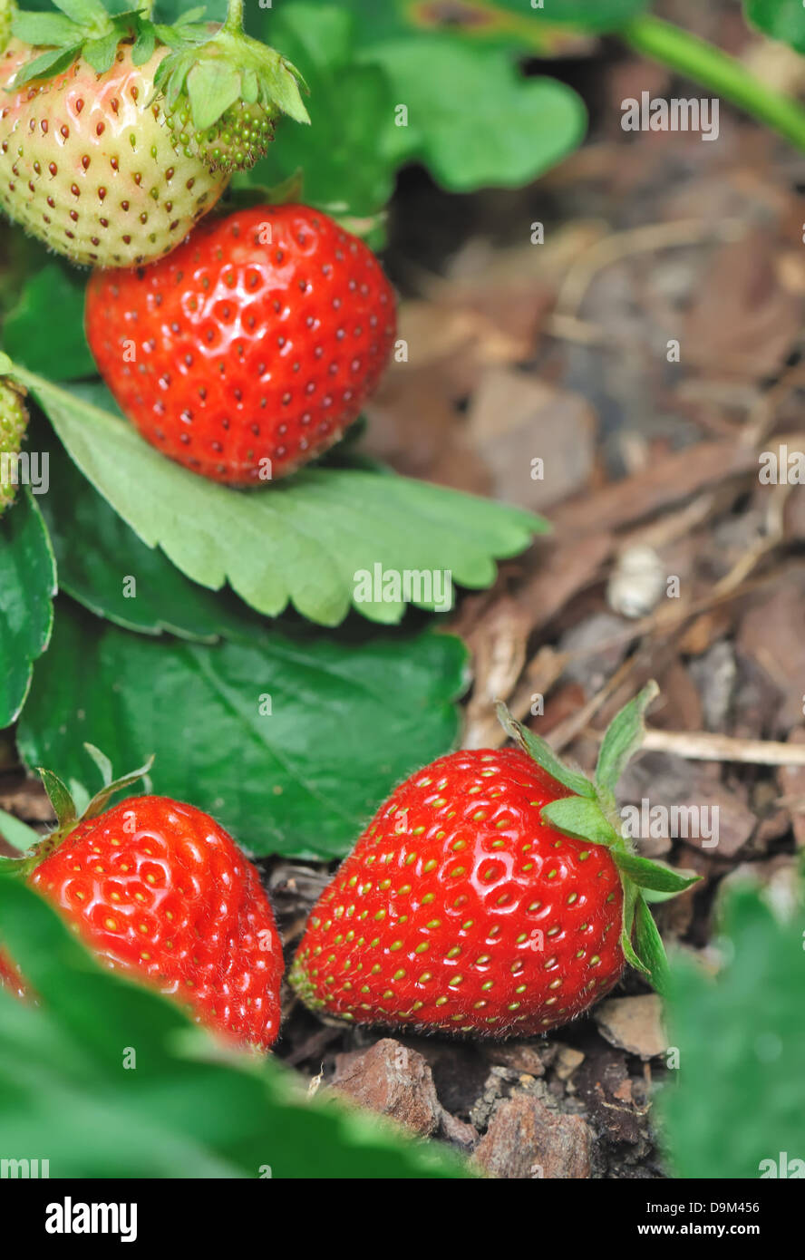beautiful ripe strawberries on a vegetable garden Stock Photo - Alamy