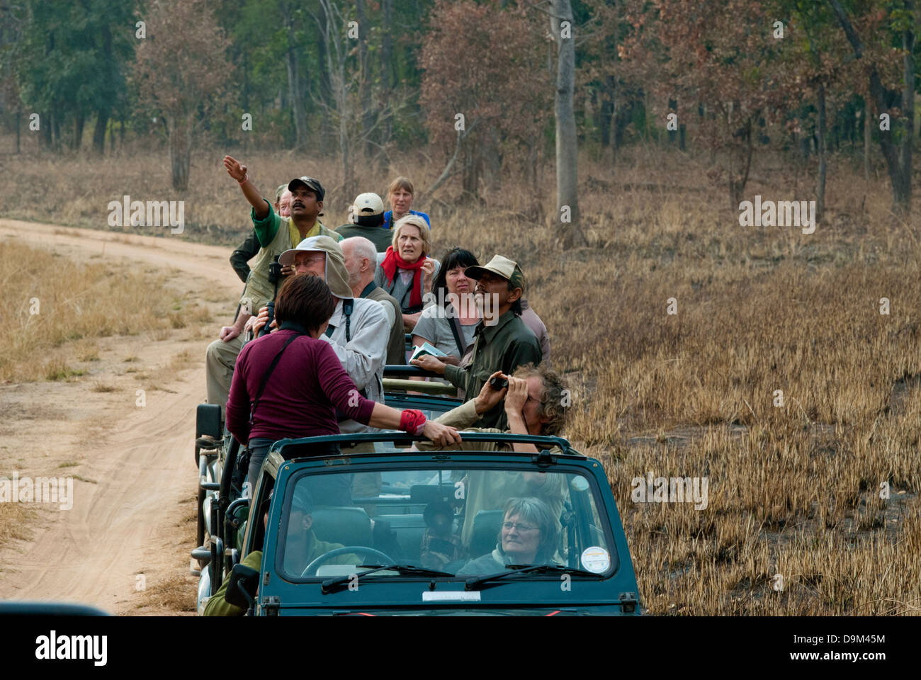 Tiger watching in India at Bandhavgarh National Park Stock Photo