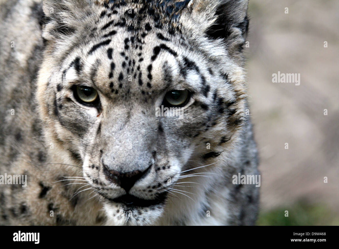 snow leopard portrait Stock Photo