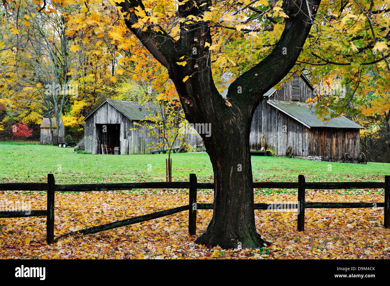 Tree Trunk, Fence And Barn, A Pastoral Autumn Scene, Sharon Woods, Southwestern Ohio, USA Stock Photo