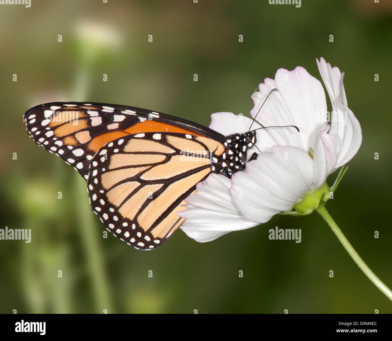 A Monarch Butterfly On A White Flower, Danaus plexippus Stock Photo - Alamy