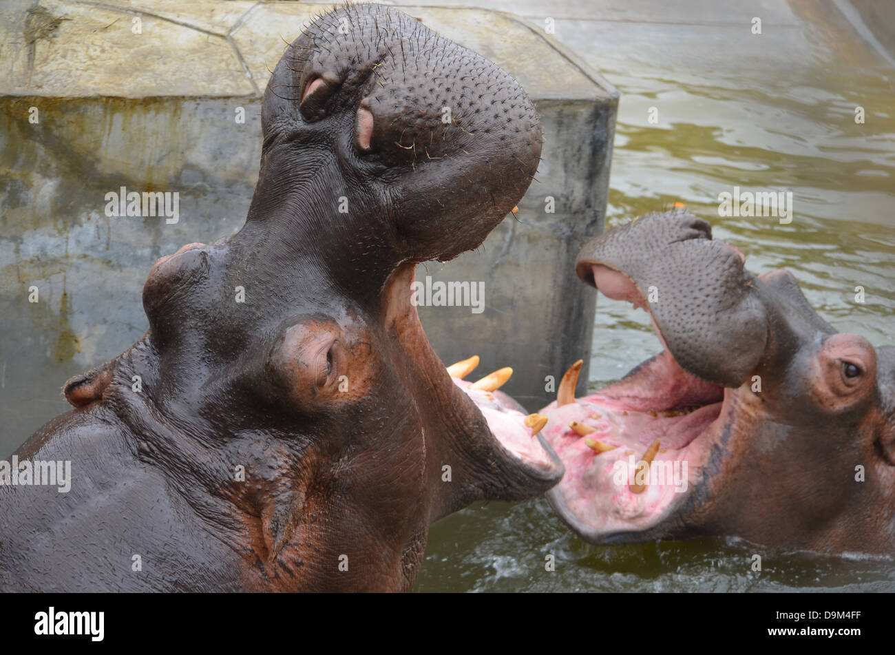 Hippopotamus playing in water Stock Photo