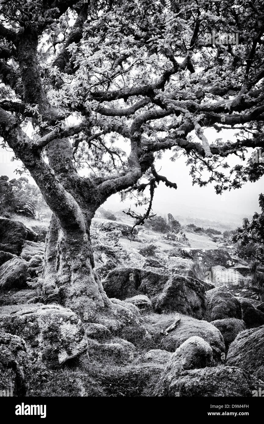 Wistmans Wood. Dartmoor, Devon, England. Monochrome Stock Photo
