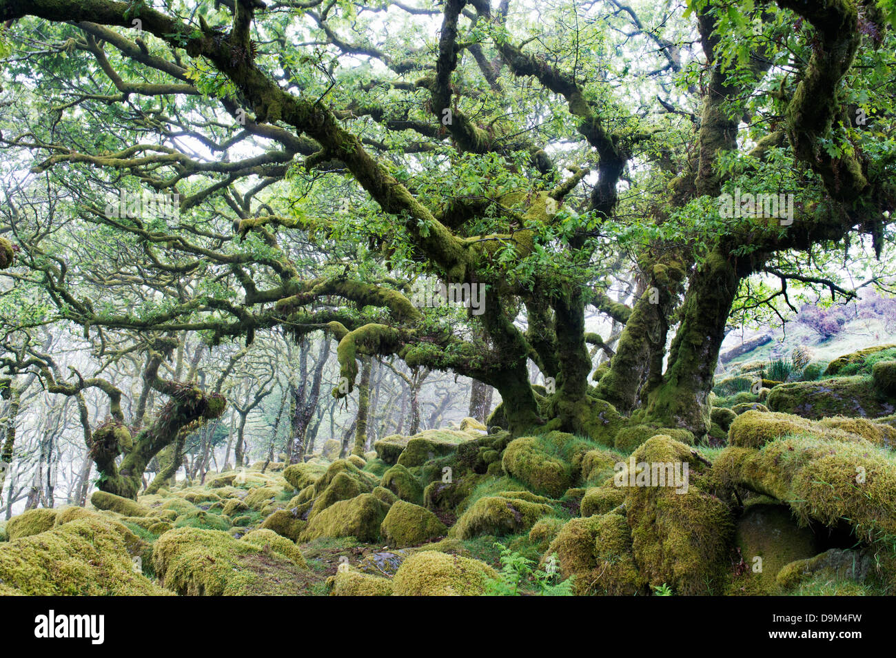 Wistmans Wood. Dartmoor, Devon, England Stock Photo