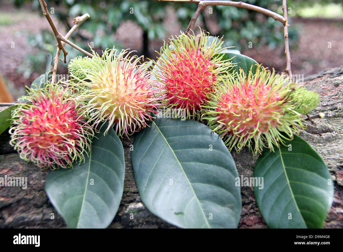 Rambutan is fruit a sweet taste,Rambutan is Domestic in Thailand Stock ...
