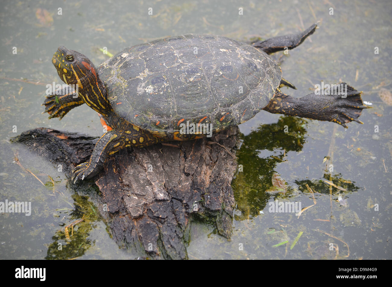 A Turtle resting and sunning itself on a log Stock Photo - Alamy