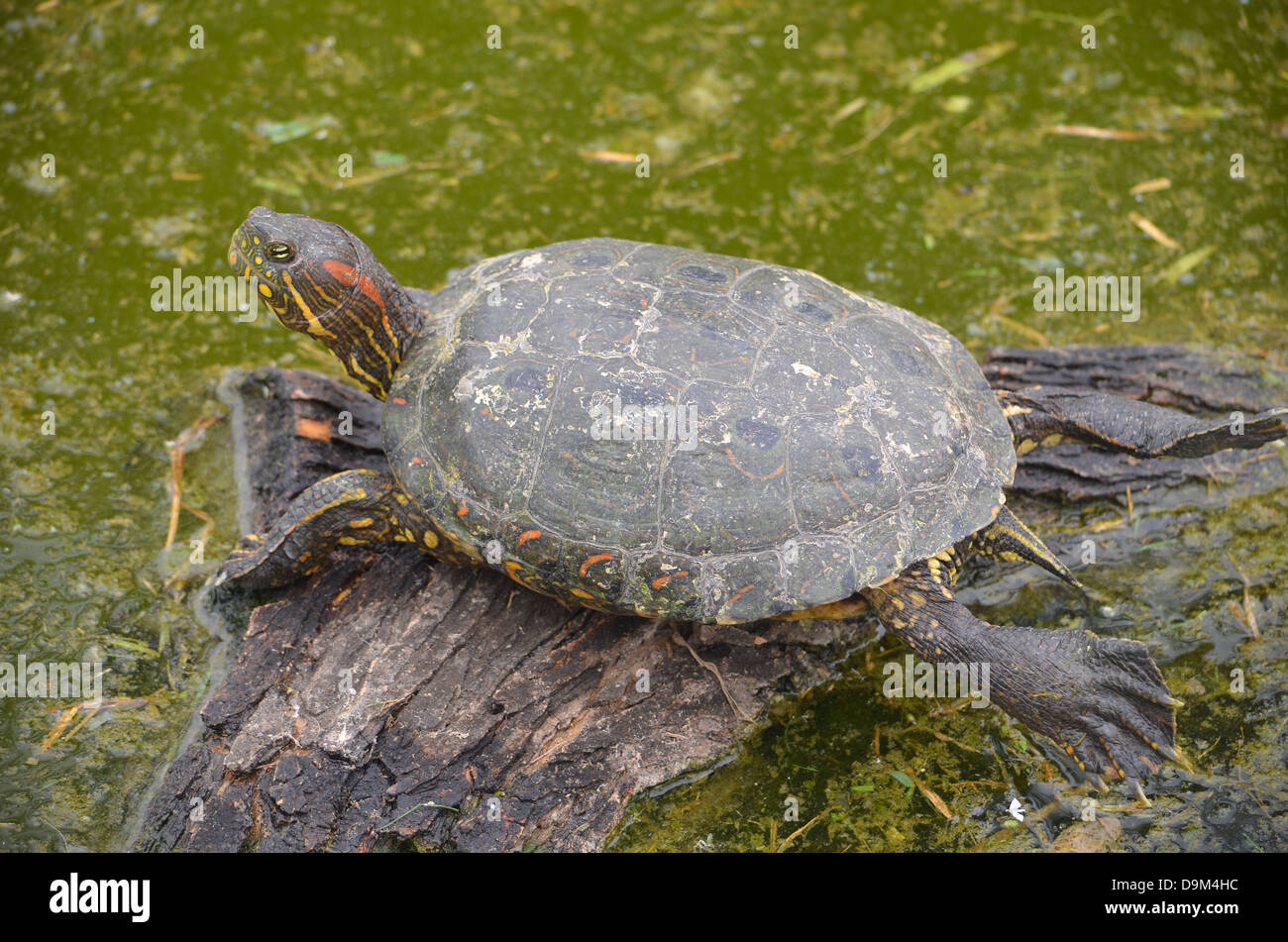 Amazonian turtle hi-res stock photography and images - Alamy