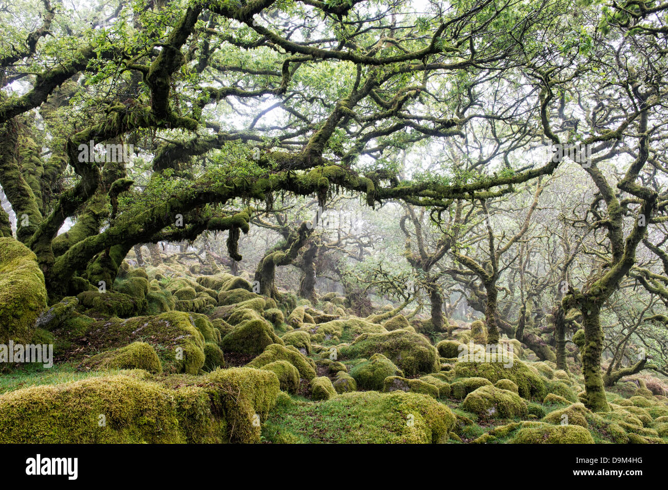 Wistmans Wood. Dartmoor, Devon, England Stock Photo