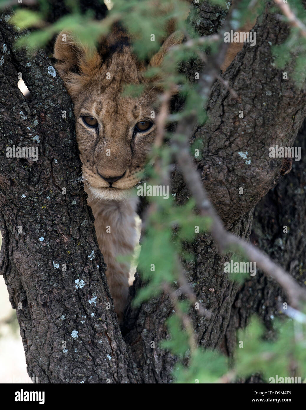 Young lion Panthera leo on a tree Kenya Masai Mara Africa Stock Photo