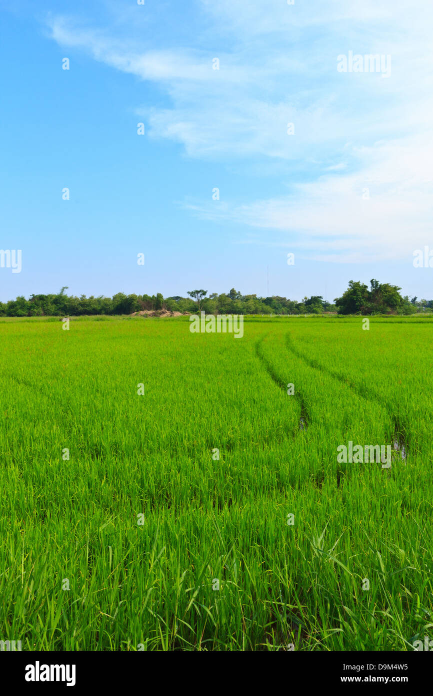 Natural field of rice and blue sky in rural area. Stock Photo