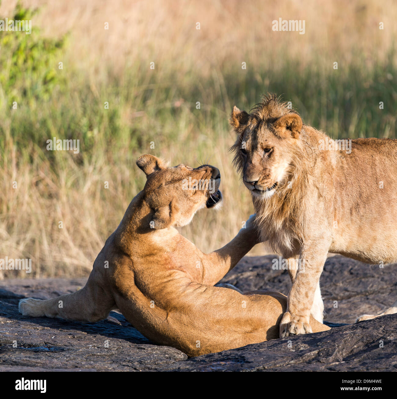 Lion and lioness playing Masai Mara Kenya Africa Stock Photo - Alamy