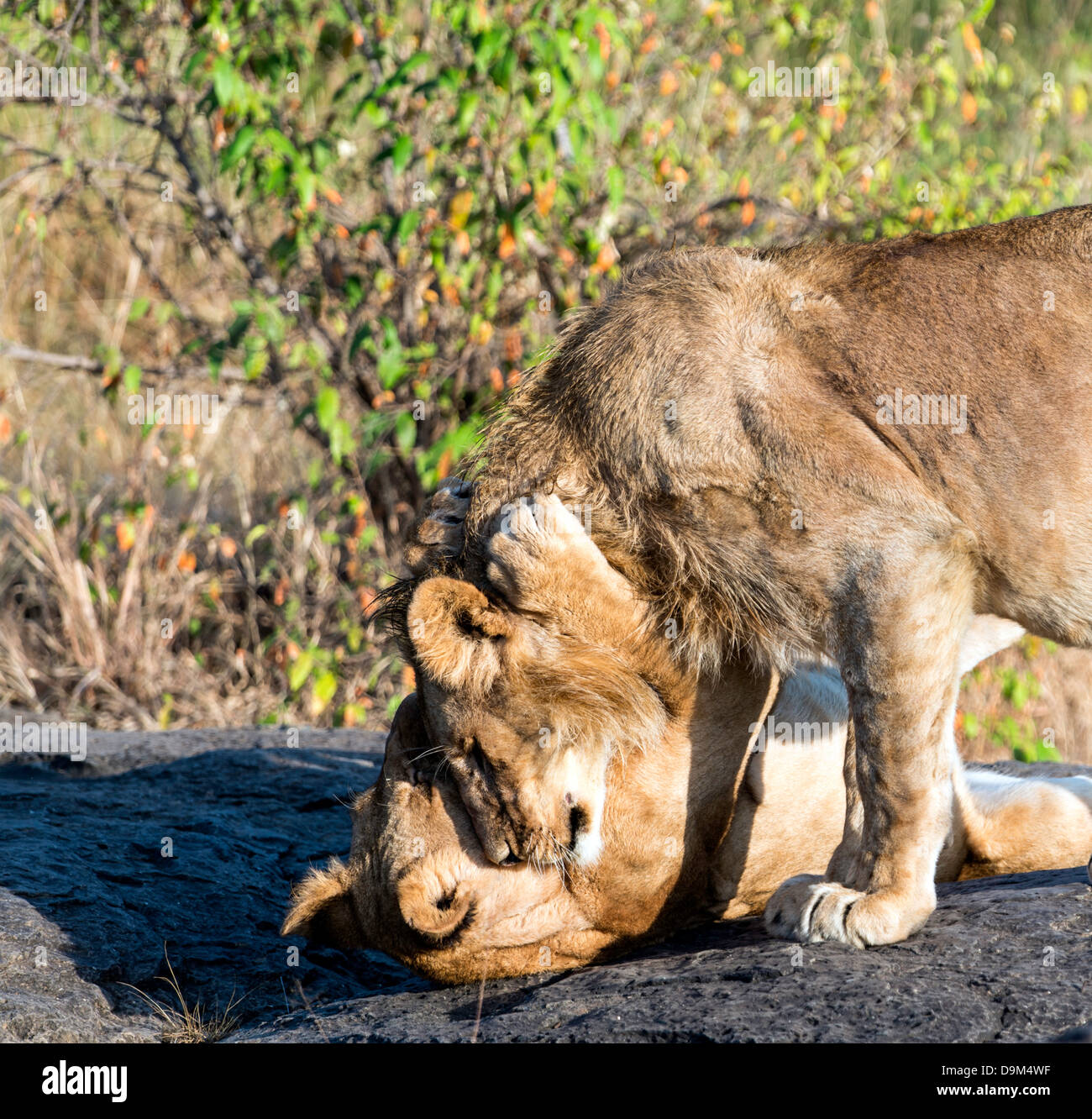 Lion and lioness playing Masai Mara Kenya Africa Stock Photo