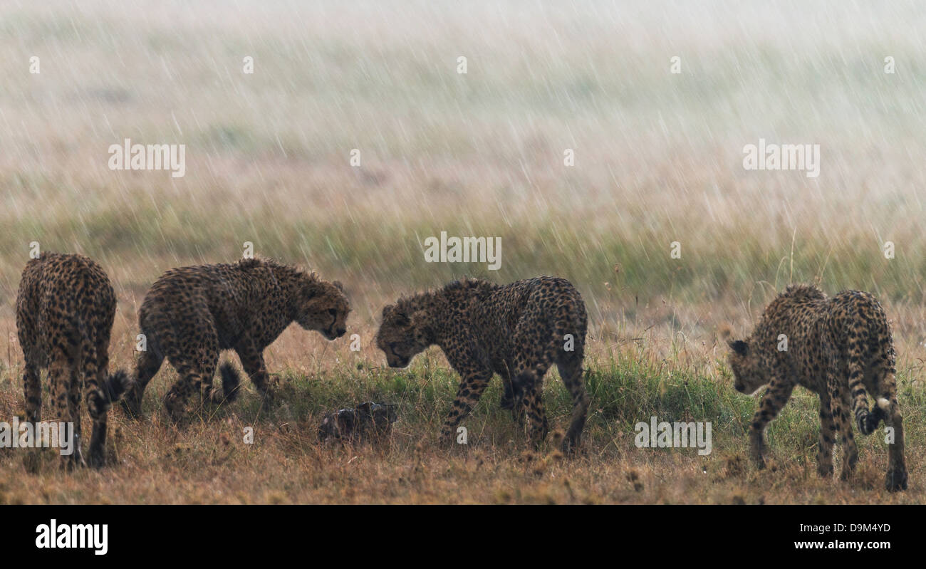 Cheetahs (Acinonyx jubatus) surrounding a hare in the rain safari Kicheche Masai Mara Africa Stock Photo