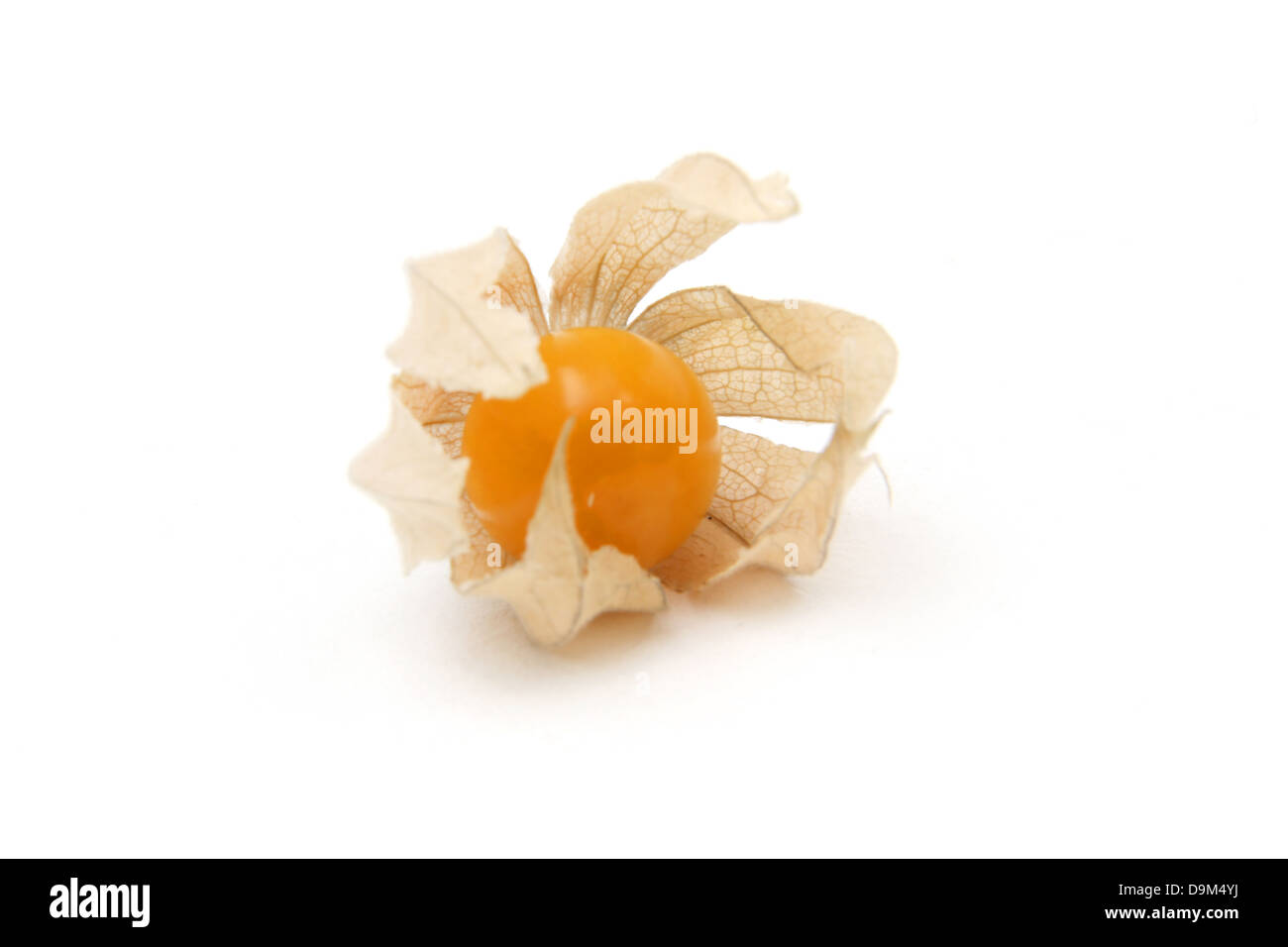 A Ripe Cape Gooseberry (Physalis Peruviana) In Calyx From The Nightshade Family Stock Photo
