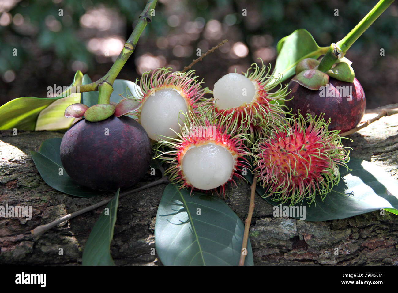 Rambutan and mangosteen is fruit a sweet taste,Rambutan is Domestic in Thailand Stock Photo Alamy