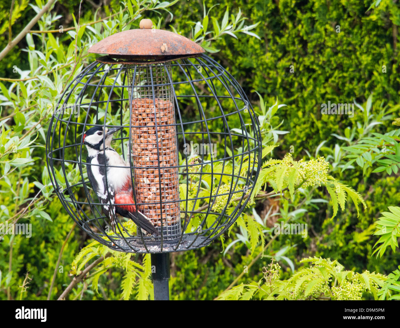 A Great Spotted Woodpecker (Dendrocopus major) feeding on peanuts in a