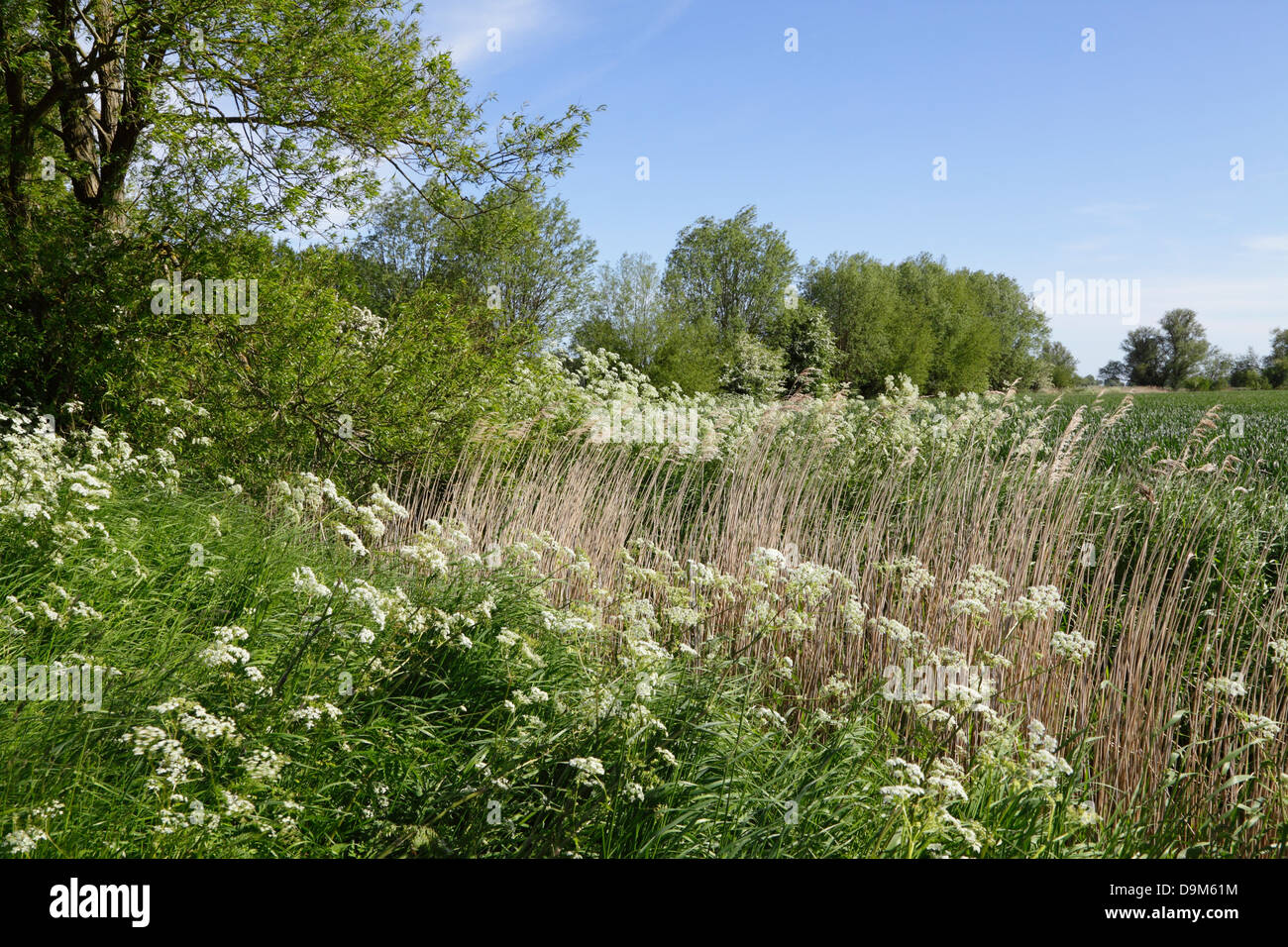 Wildflowers growing on roadside hires stock photography and images Alamy