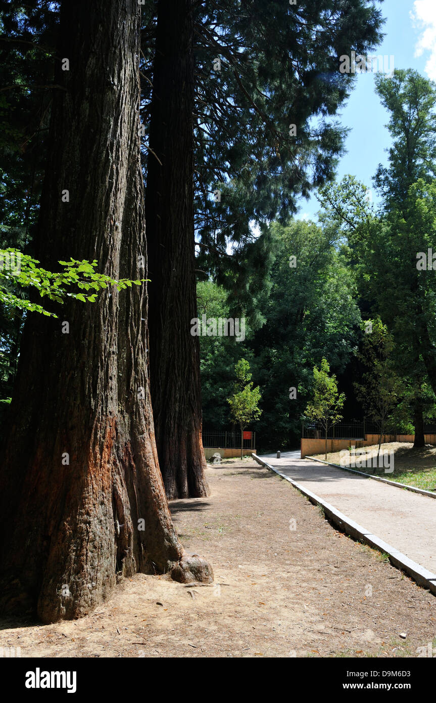 huge trees with trunk fat in the park Stock Photo Alamy