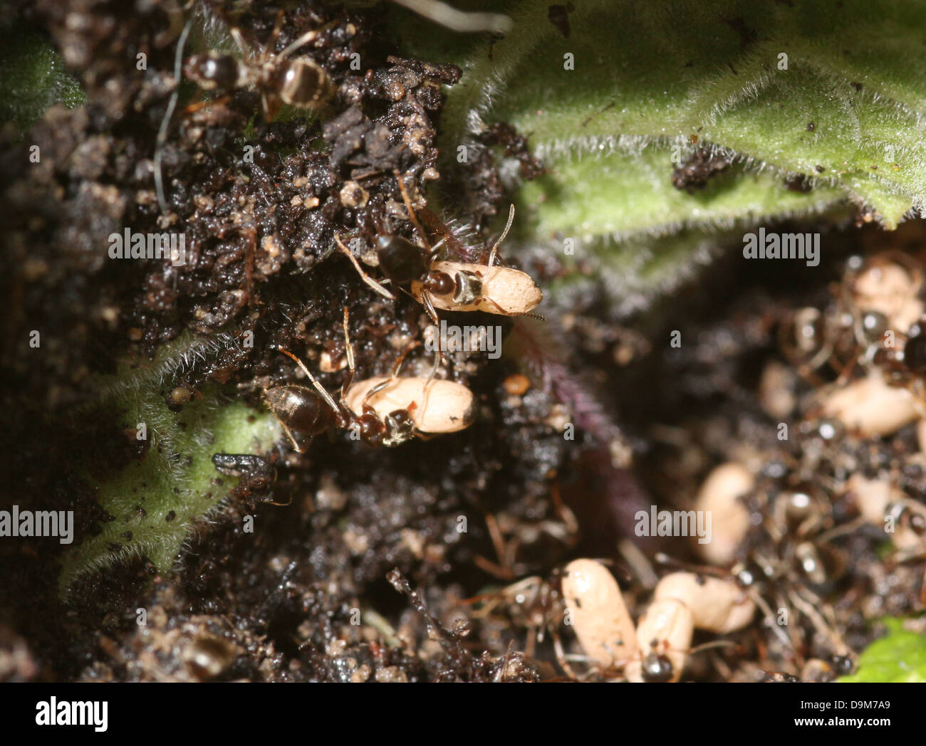 ants in a disturbed nest sheltering eggs from sunlight Stock Photo