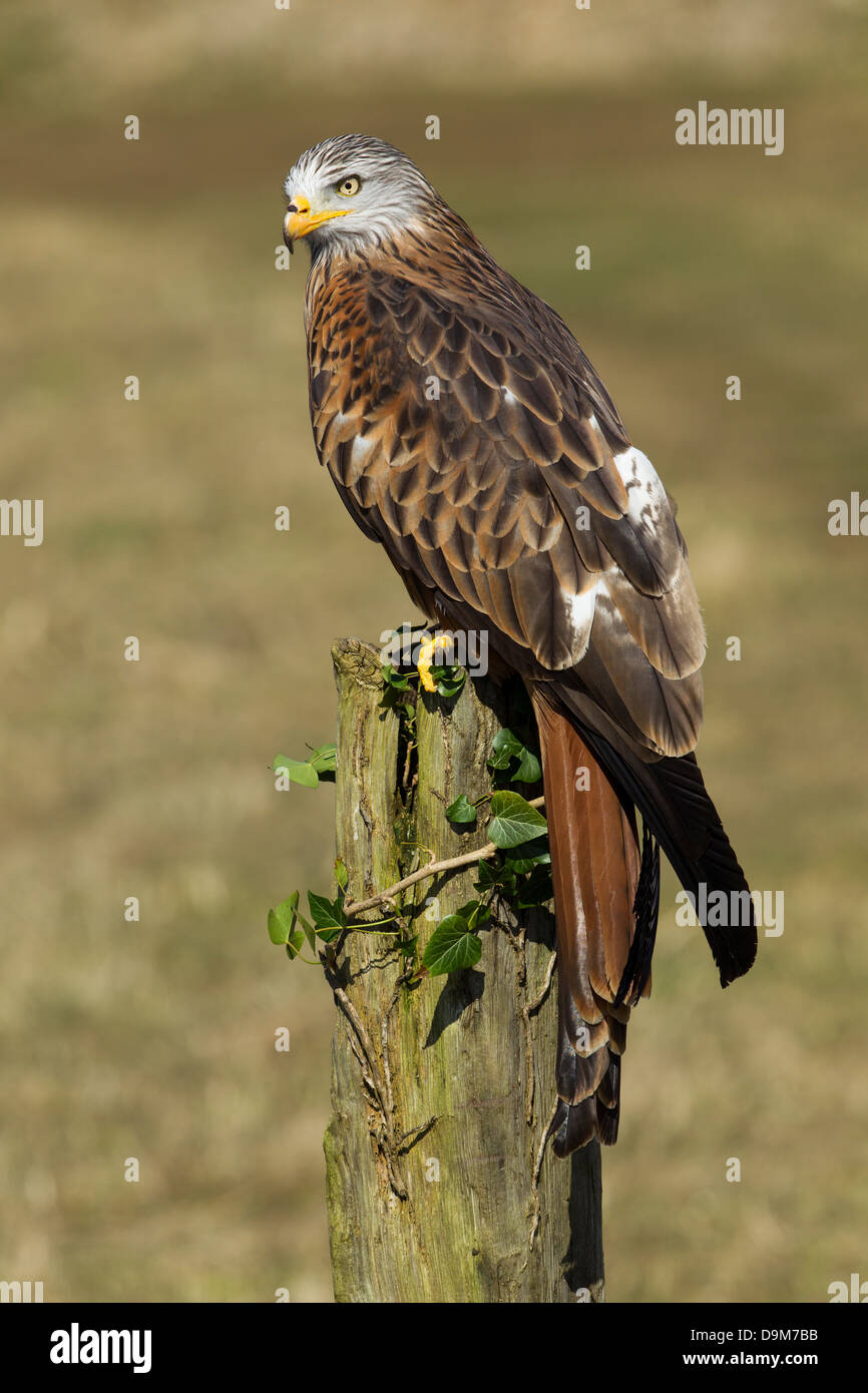 Red Kite Milvus milvus (captive), adult male, perched on ivycovered