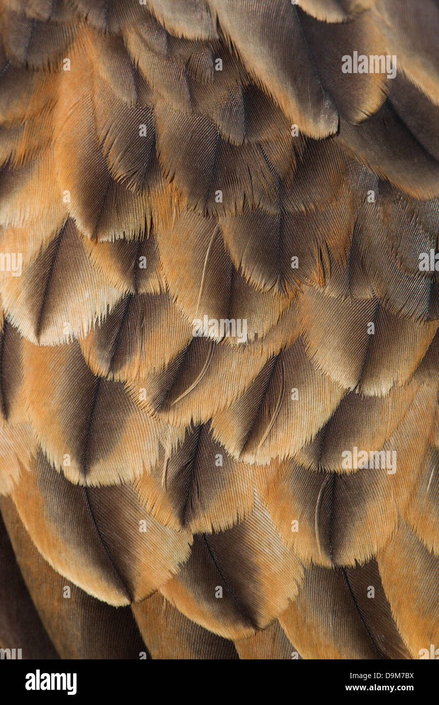 Red Kite Milvus milvus (captive), adult male, close-up of wing feathers, Hawk Conservancy Trust, Hampshire, UK in April. Stock Photo