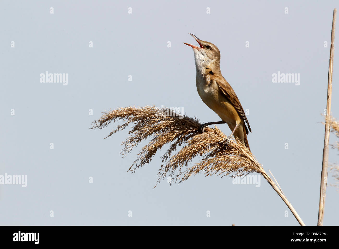 Great-reed warbler, Acrocephalus arundinaceus, single bird on reed singing, Bulgaria, May 2013 Stock Photo