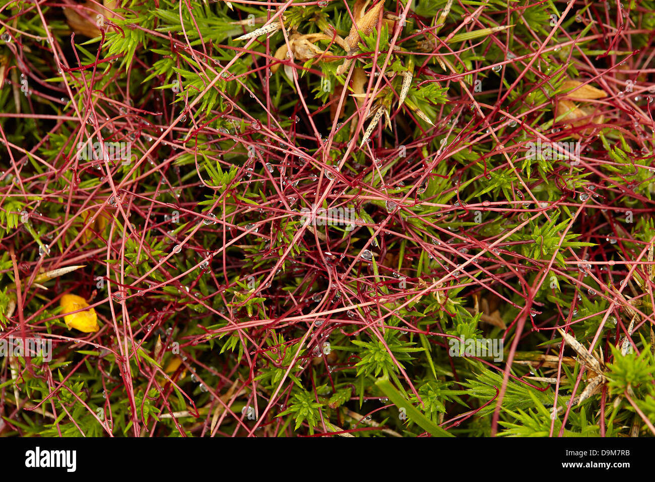 Common Dodder Cuscuta epithymum, Cuscutaceae. Parasitic Plant Growing on Gorse, Cornwall, UK. Stock Photo