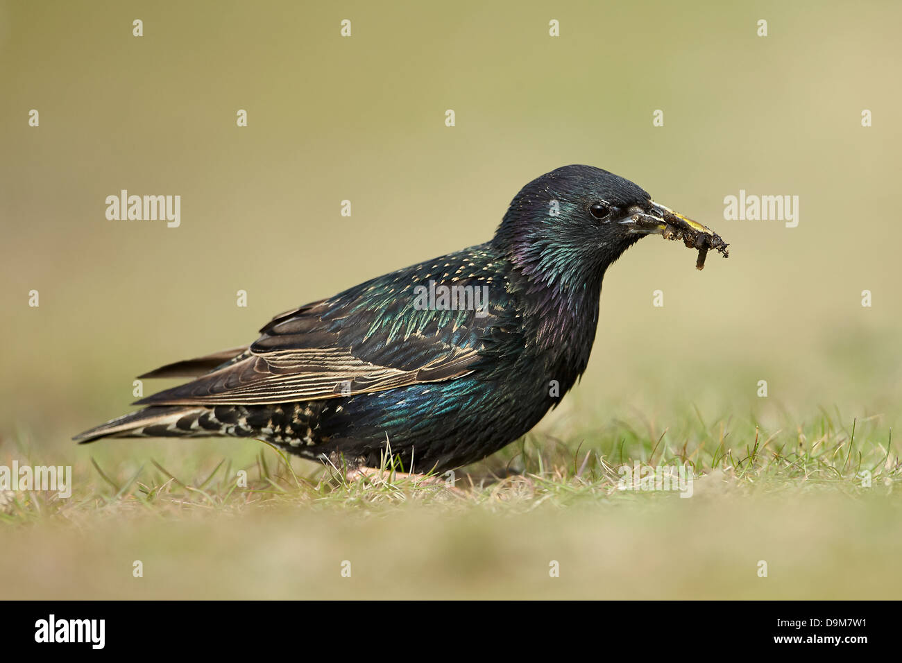 Starling collecting worm evening light (Sturnus vulgaris Stock Photo ...