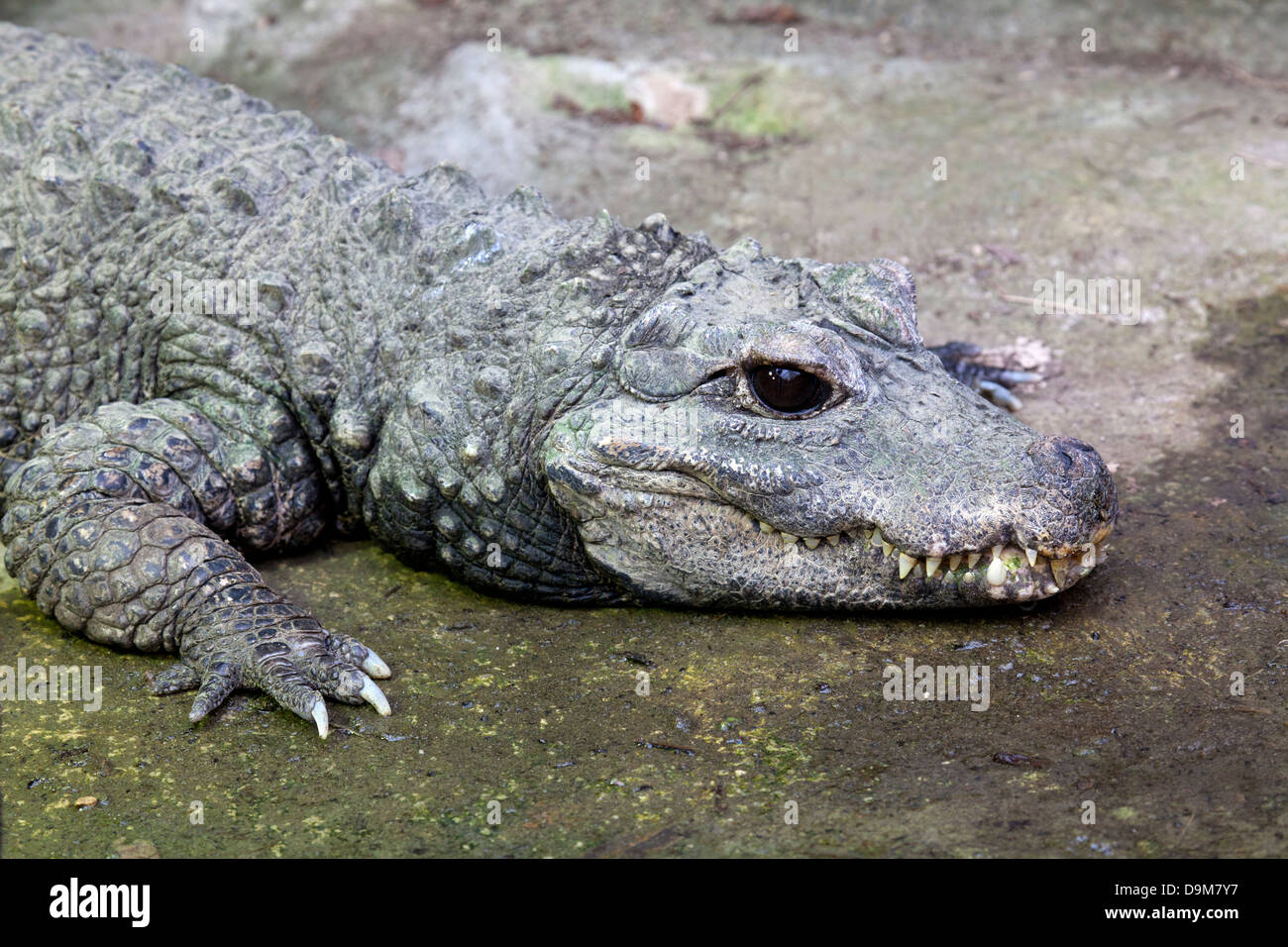 Dwarf crocodile congo hires stock photography and images Alamy