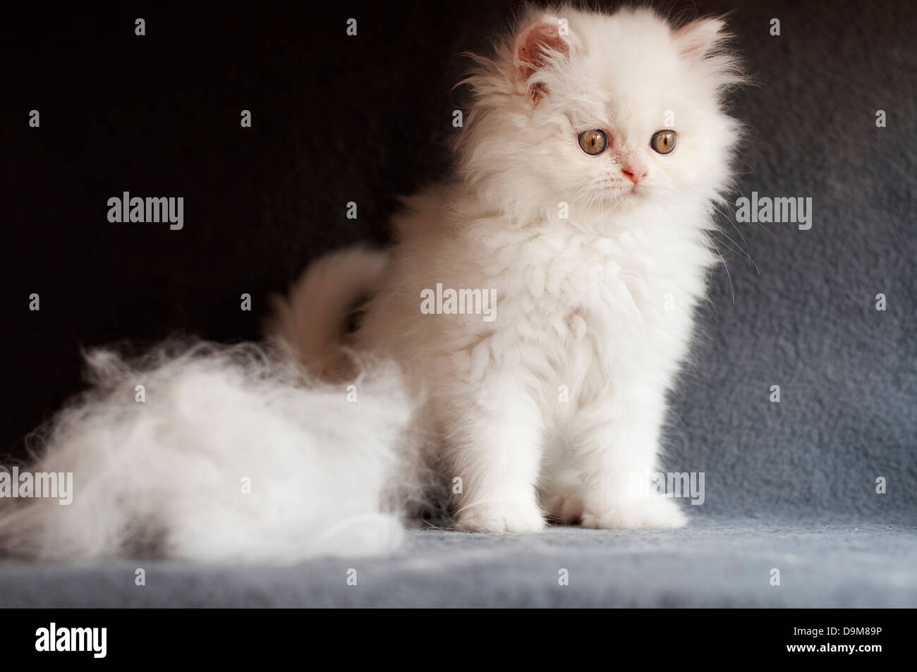 Kitten and pile of cat hair Stock Photo Alamy