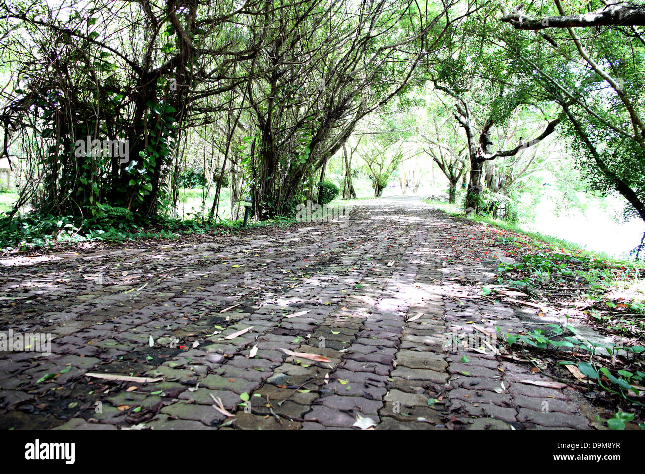 Old road in the park covered with trees. Stock Photo